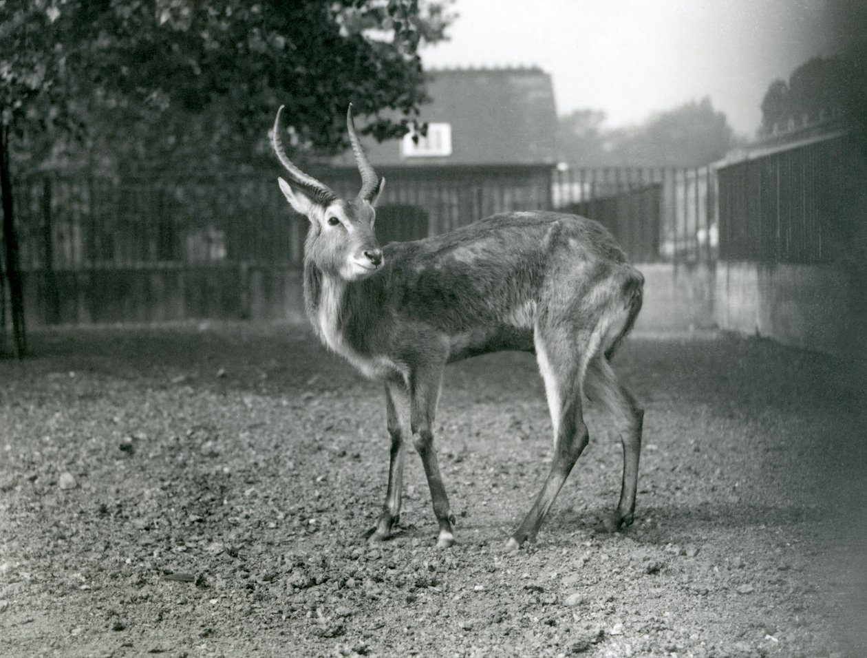 Een Lechwe in de Londense dierentuin, september 1921 door Frederick William Bond