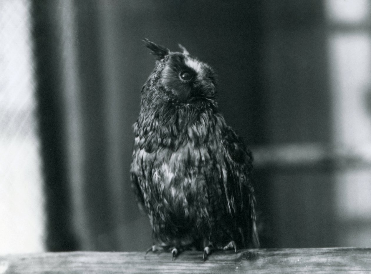 Een Langooruil in de London Zoo, januari 1922 door Frederick William Bond