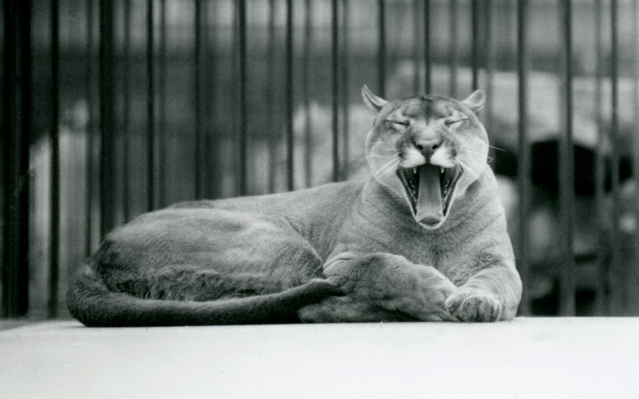 Een bergleeuw geeuwend in de dierentuin van Londen, 1928 door Frederick William Bond