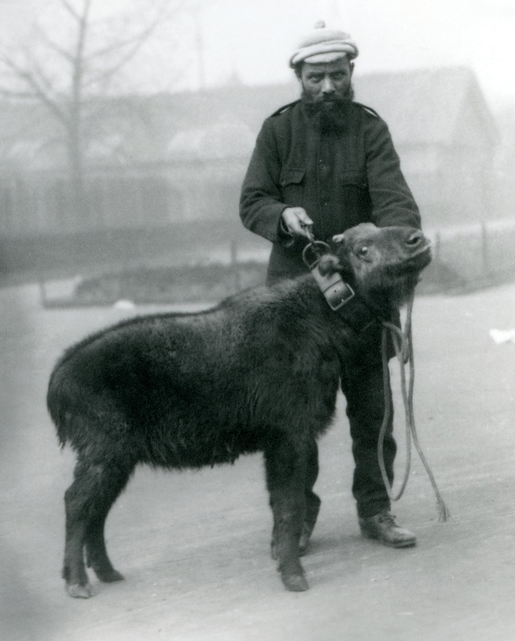 Een vrouwelijke takin, ook bekend als rundergems of gnoegeit, met handler, London Zoo, april 1923 door Frederick William Bond