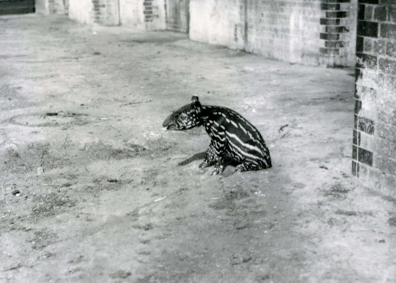 Een vier dagen oude Maleise tapir in de dierentuin van Londen, juli 1921 door Frederick William Bond