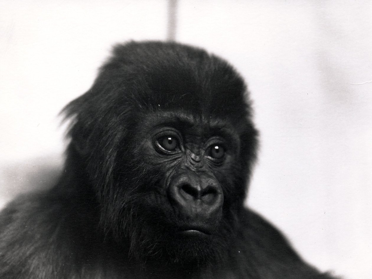Een portret van de gorilla 