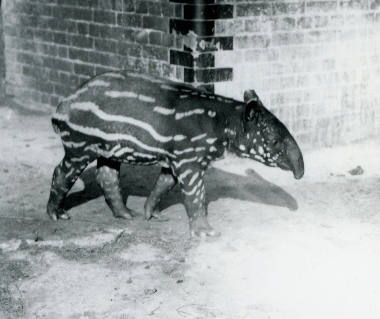 Een jonge Maleise Tapir in de London Zoo, 5 oktober 1921 door Frederick William Bond