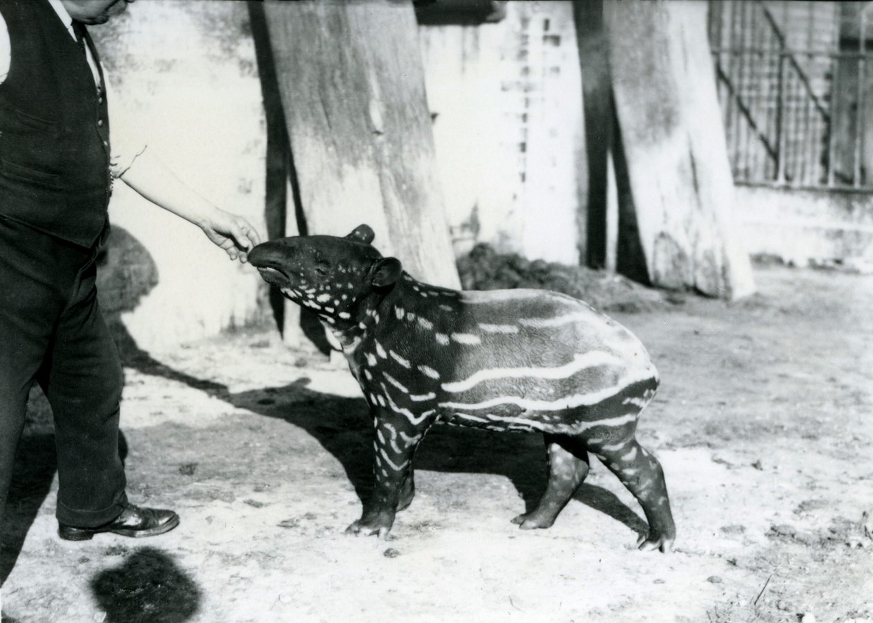 Een jonge Maleise tapir met verzorger in de London Zoo, 18 oktober 1921 door Frederick William Bond