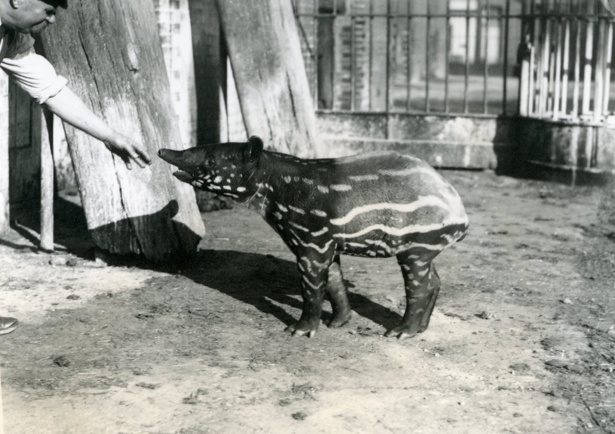 Een jonge Maleise tapir met verzorger in de London Zoo, 18 oktober 1921 door Frederick William Bond