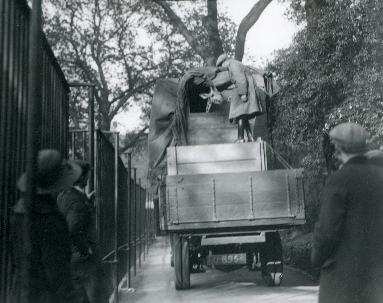 Een jonge giraffe arriveert in London Zoo, mei 1923 door Frederick William Bond