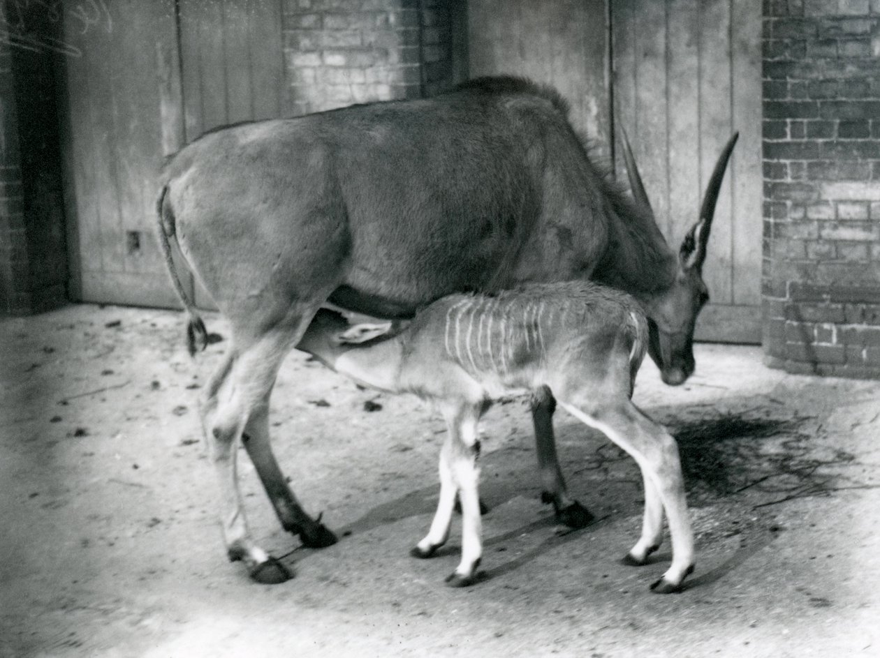 Een Elandantilope voedt haar jong in de London Zoo door Frederick William Bond