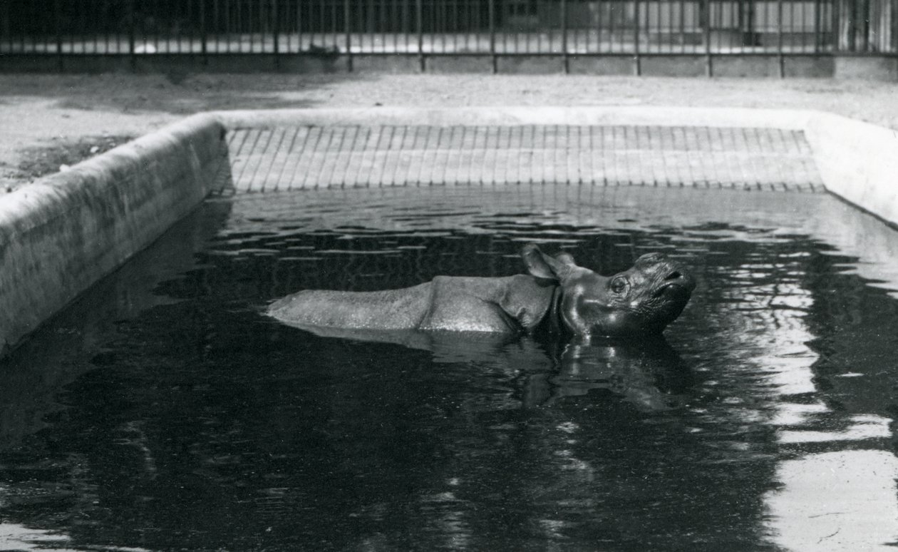 Een Indische Neushoorn in zijn Poel in de Londense Dierentuin, juli 1914 door Frederick William Bond