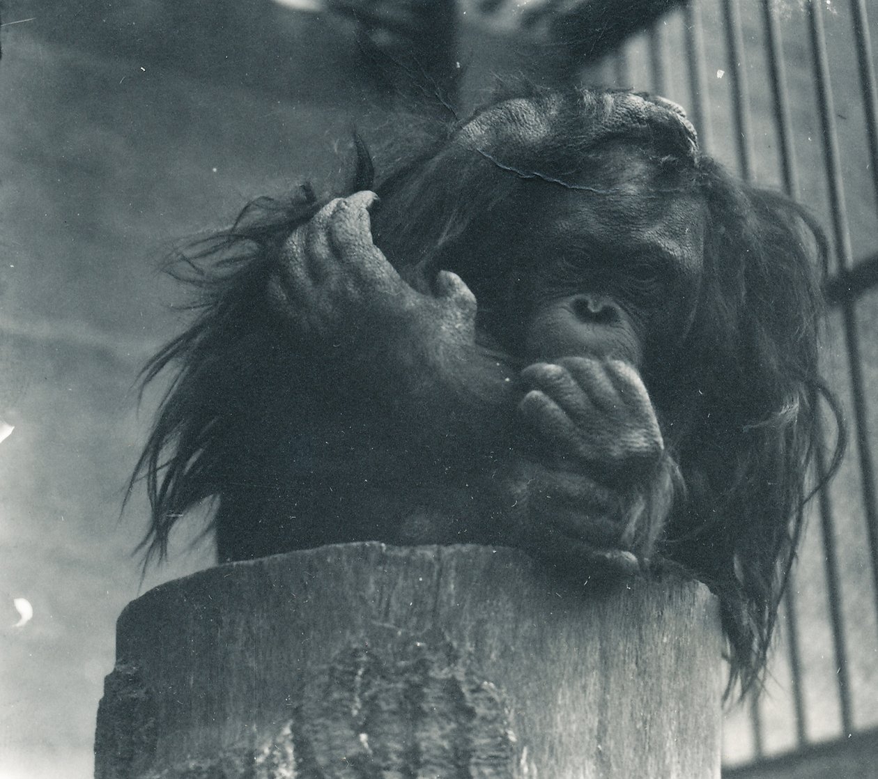 Een orang-oetan in ZSL London Zoo, april 1923 door Frederick William Bond