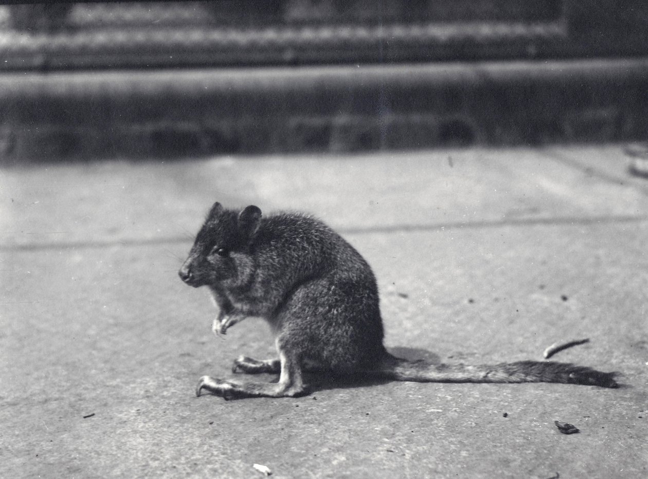 Borstelstaart rotsspringer in de London Zoo, juni 1916 door Frederick William Bond