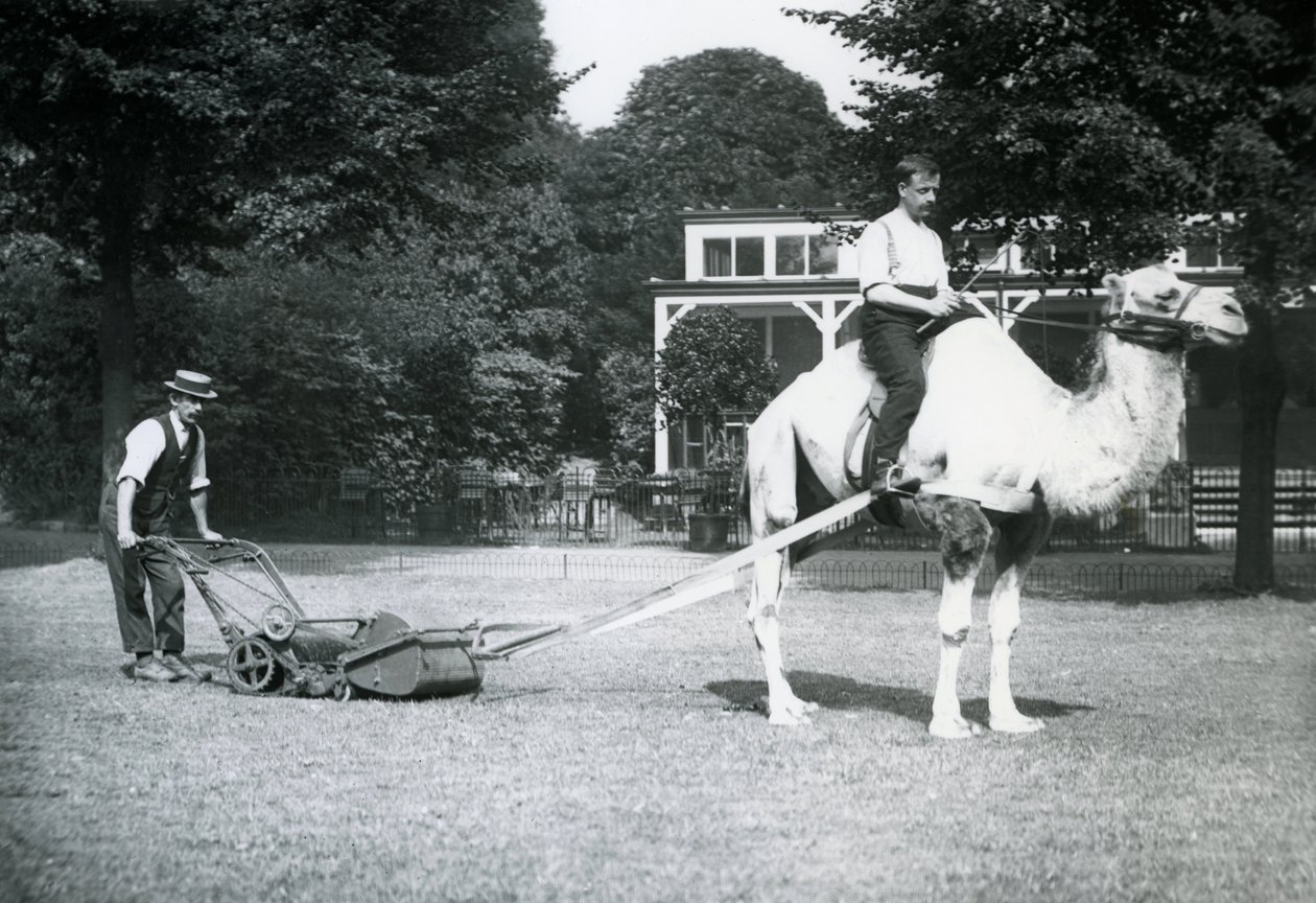 Kameel grasmaaier, bereden door tuinman Fred Perry in de London Zoo door Frederick William Bond