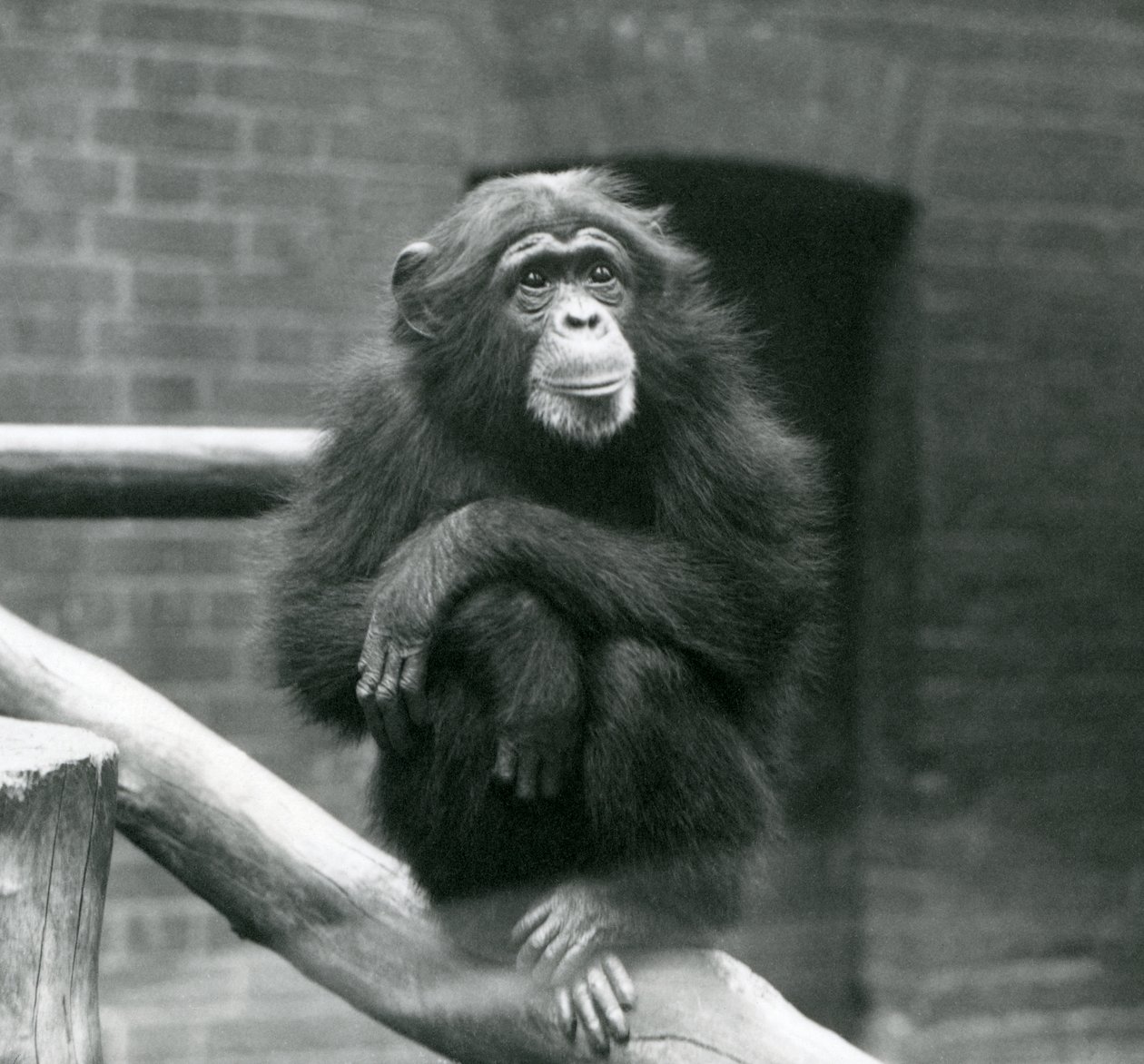 Vrouwelijke chimpansee Daisy zit op een tak in haar verblijf in de London Zoo, september 1923 door Frederick William Bond