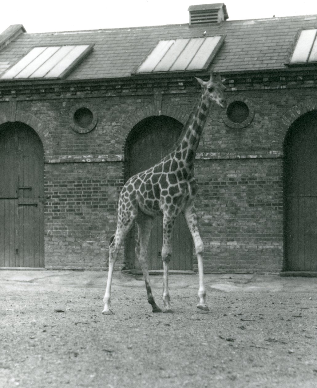 Vrouwelijke giraffe Maud, staand in de paddock buiten het giraffenhuis, London Zoo, 1923 door Frederick William Bond