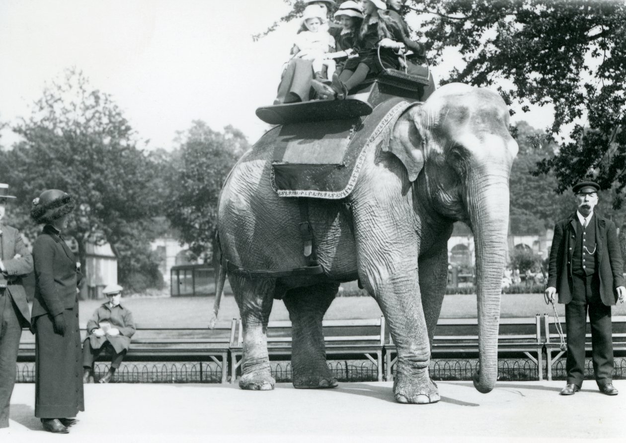 Vrouwelijke Indiase Olifant 