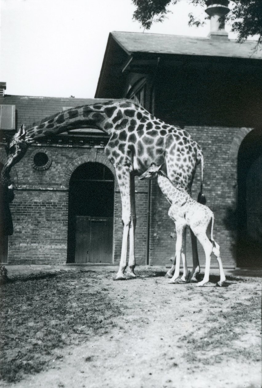 Giraffe met 3 dagen oude baby en verzorger in de London Zoo, 1914 door Frederick William Bond