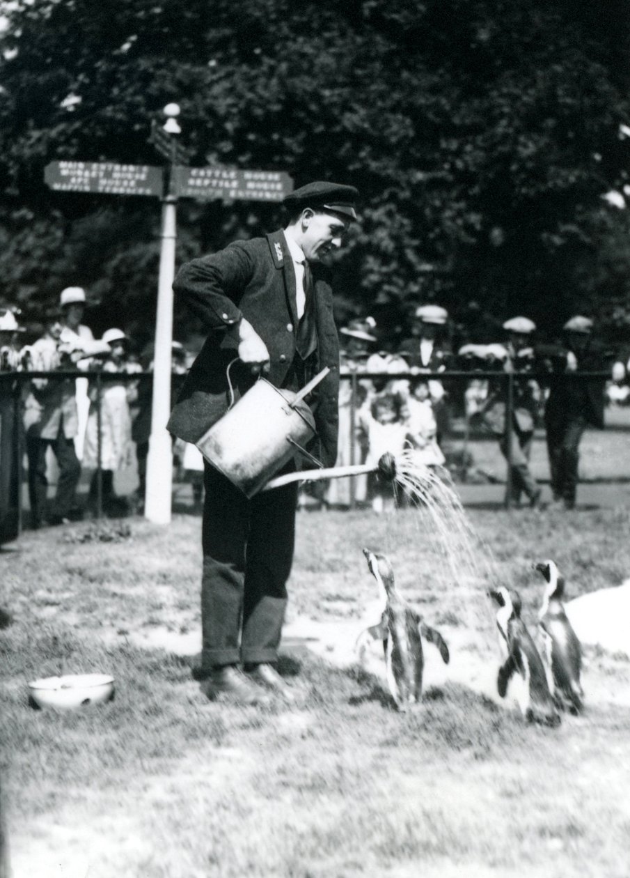 Verzorger, Ernie Sceales, geeft drie pinguïns een douche met een gieter, London Zoo, 1919 door Frederick William Bond