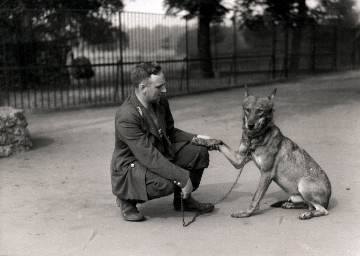 Keeper Leslie Martin Flewin met Peter, een tamme wolf door Frederick William Bond