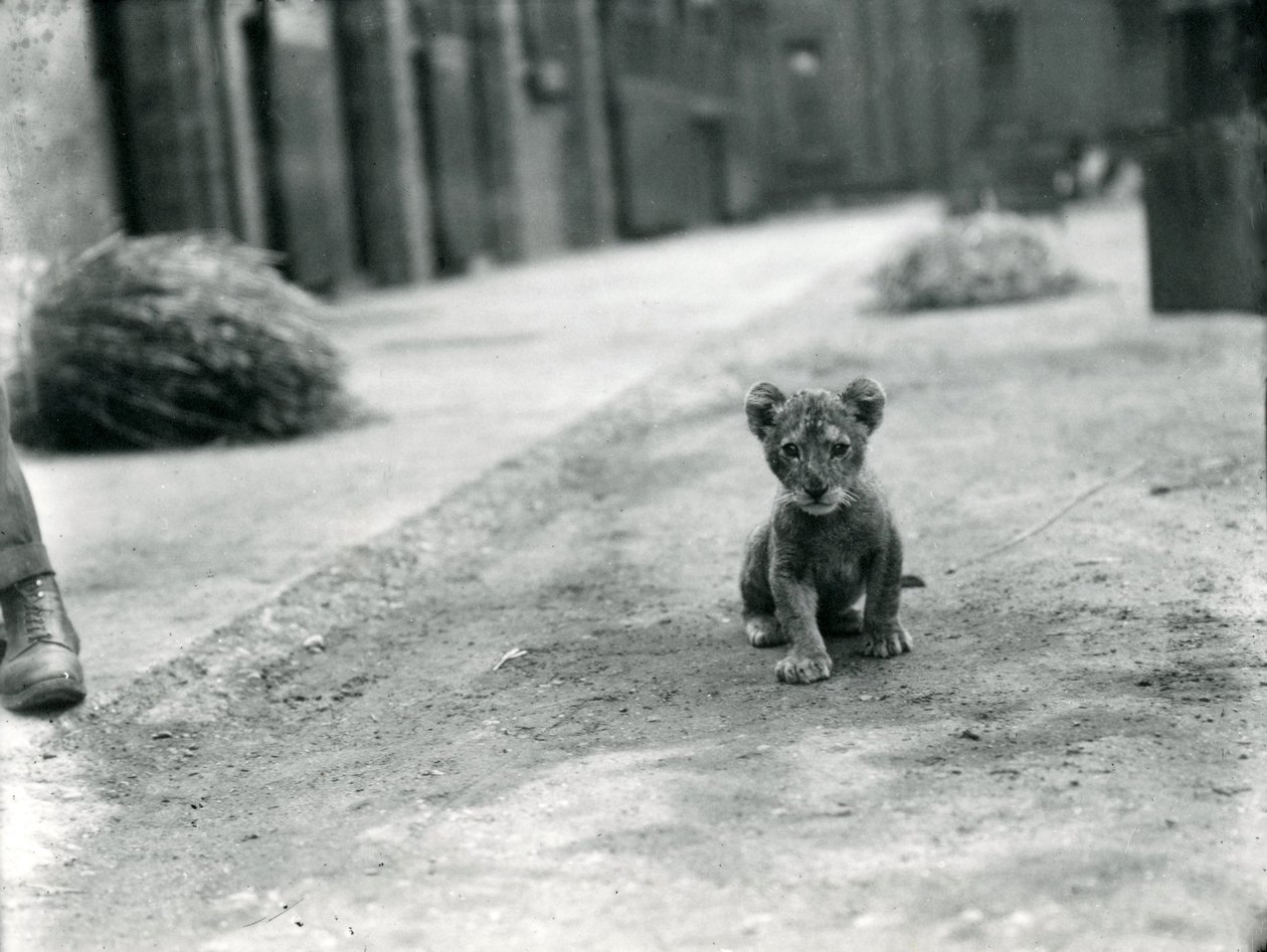 Leeuwenwelp in de London Zoo, 1912 door Frederick William Bond