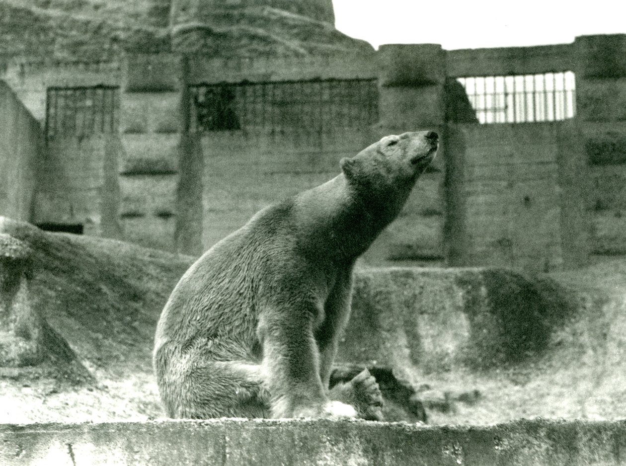 IJsbeer Sam, zittend in zijn verblijf aan de voet van de Mappin Terrassen, London Zoo, 1923 door Frederick William Bond