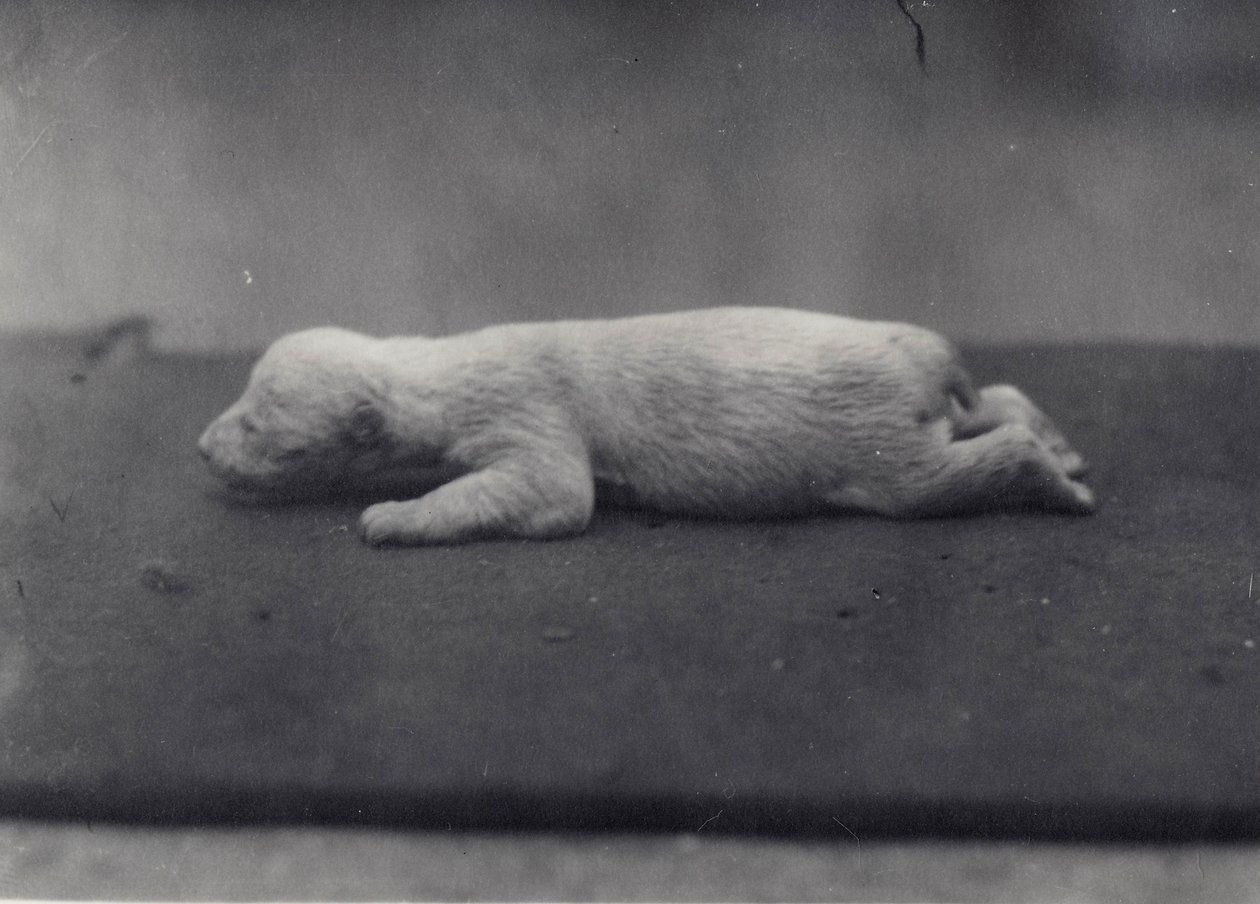 IJsbeerwelp met ogen nog niet open, liggend op een deken in de dierentuin van Londen, januari 1920 door Frederick William Bond