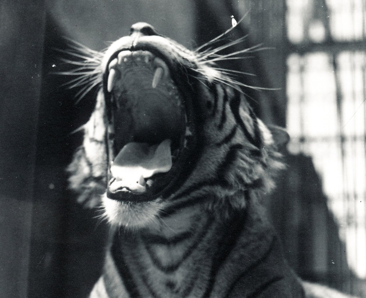 Sam de tijger geeuwend, juli 1924 door Frederick William Bond