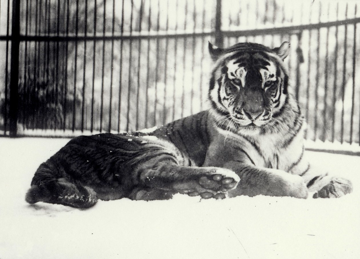 Siberische of Amoer tijger 