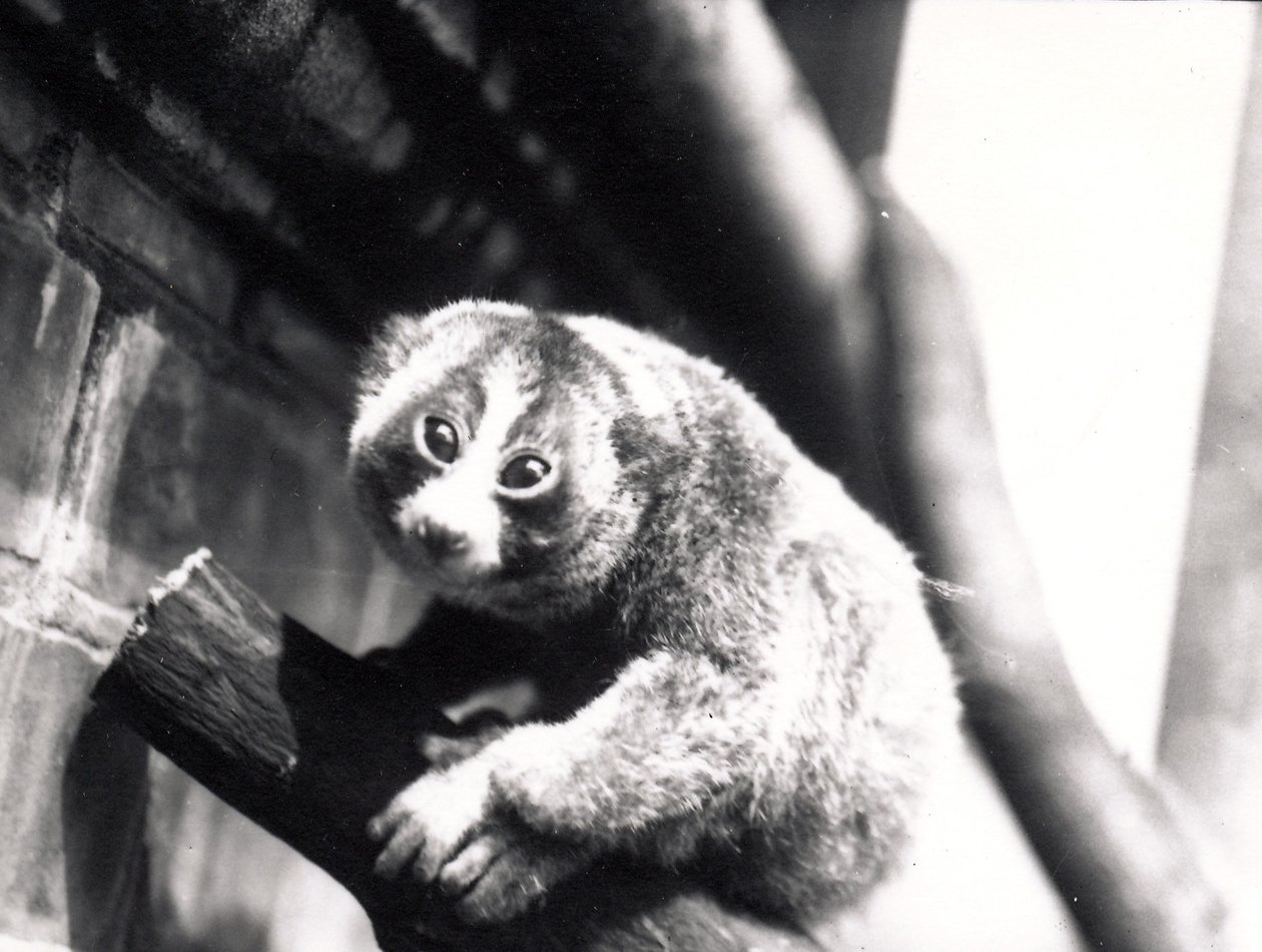 Langzame lori op een tak in de dierentuin, 1913 door Frederick William Bond