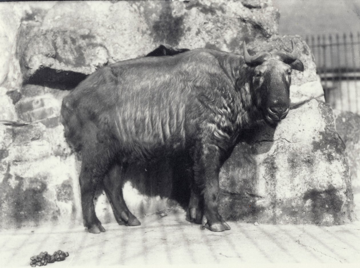 Takin, ook bekend als rundergems of gnoegeit, in de London Zoo door Frederick William Bond