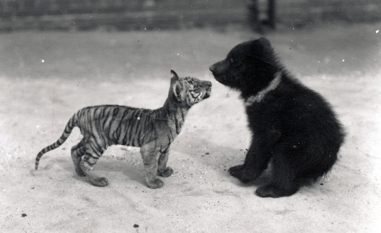 Tijgerwelp ontmoet berenwelp, 1914 door Frederick William Bond