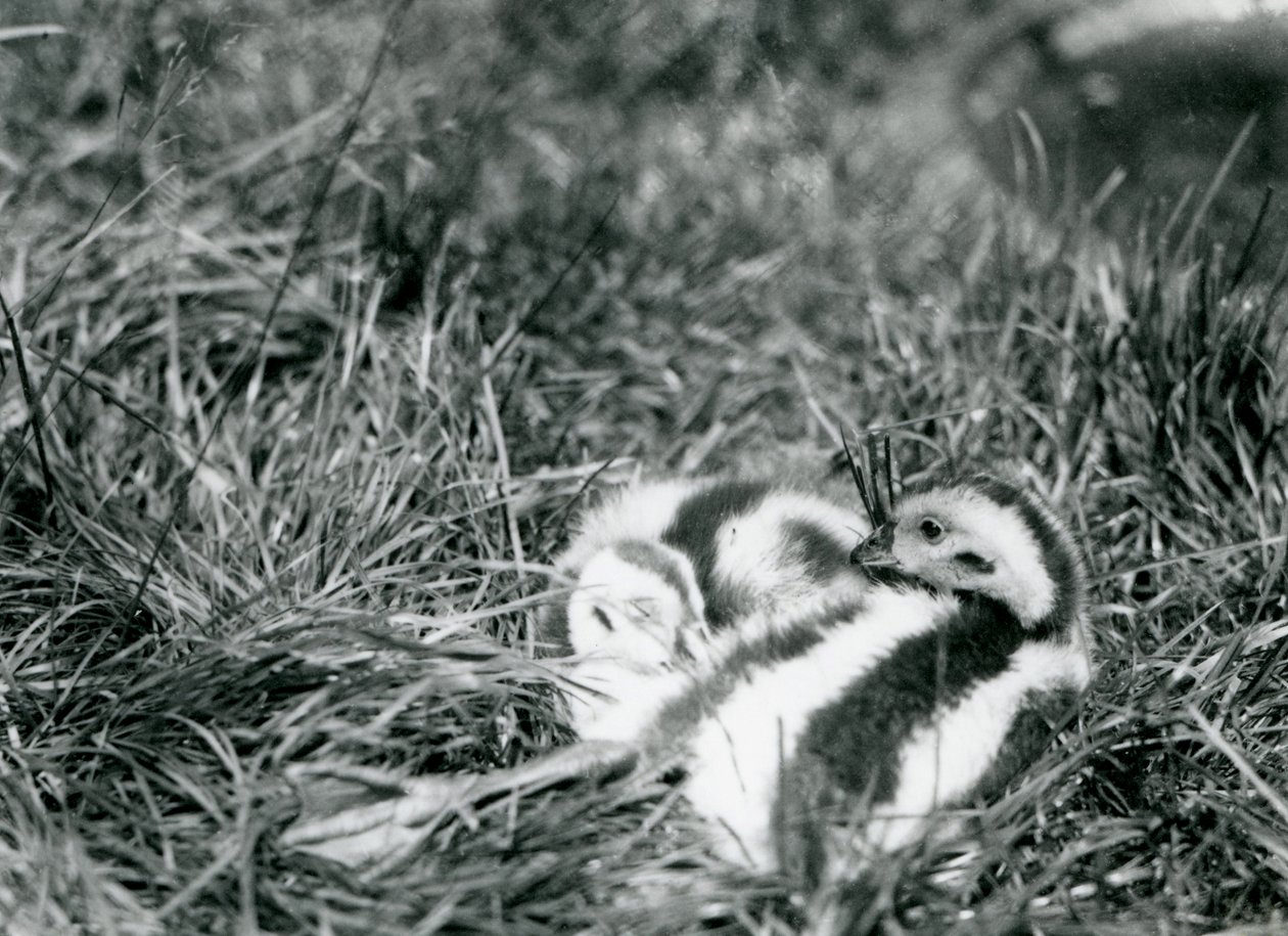 Twee jonge Andesganzen in de dierentuin van Londen, augustus 1916 door Frederick William Bond