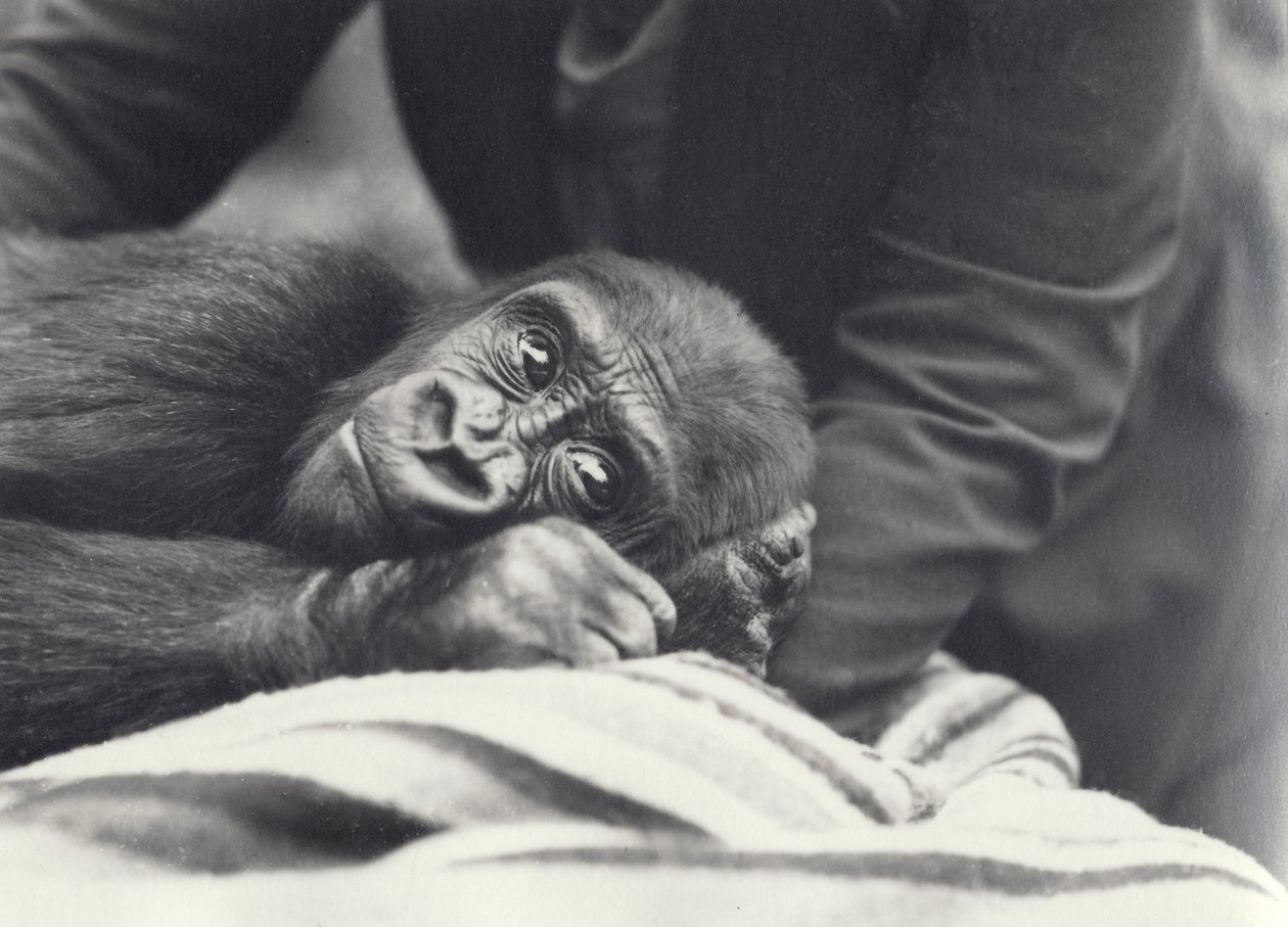 Jonge Gorilla 