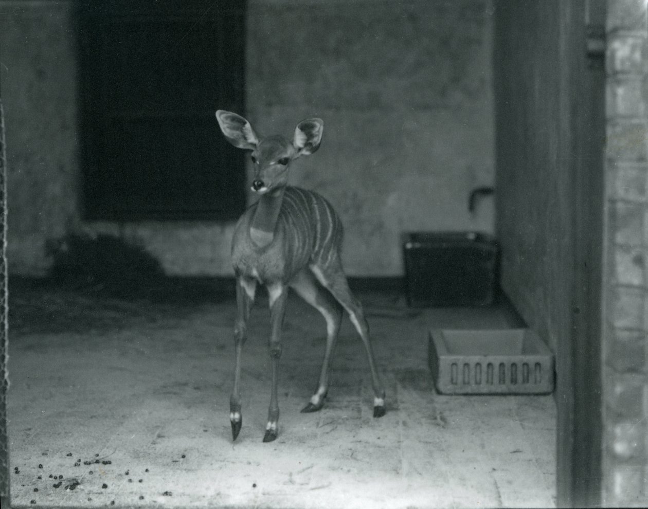 Jonge kleine kudu in de dierentuin van Londen, 1914 door Frederick William Bond