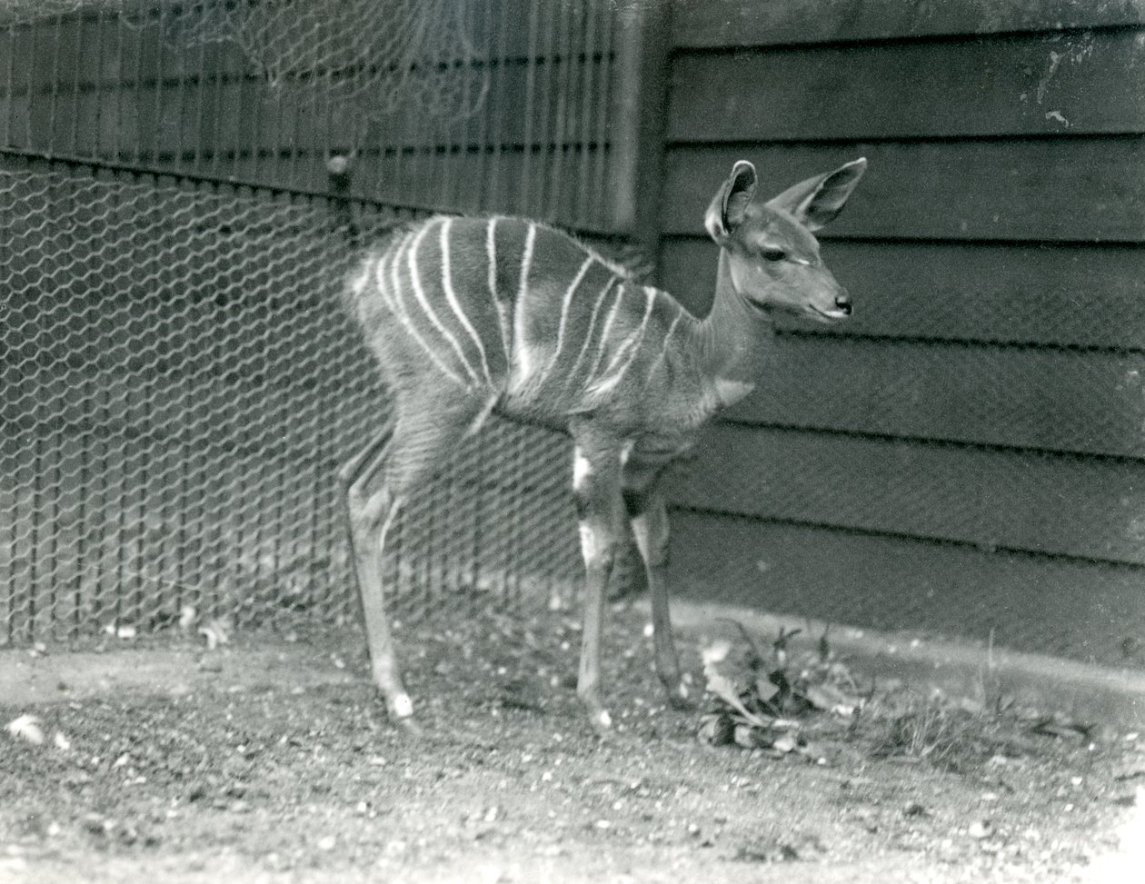 Jonge Kleine Koedoe in de Londense Dierentuin, 1914 door Frederick William Bond