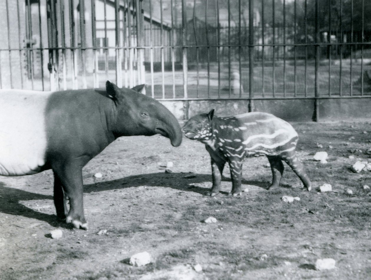 Jonge Maleise tapir met zijn moeder in de dierentuin van Londen, 5 oktober 1921 door Frederick William Bond