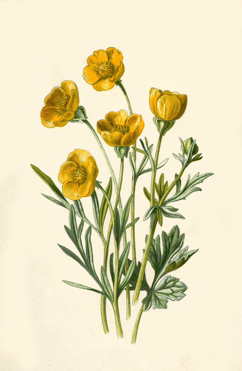 Knolboterbloem, 1877 door Frederick Edward Hulme