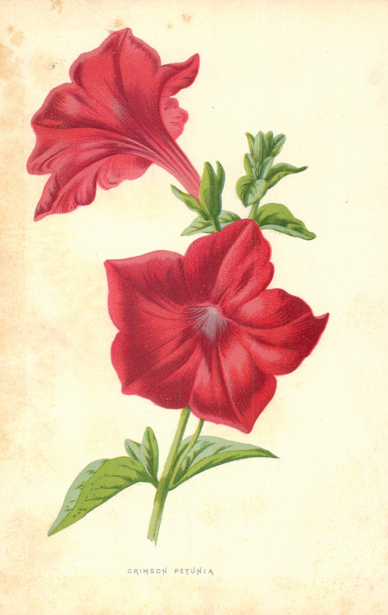 Karmozijnrode Petunia door Frederick Edward Hulme