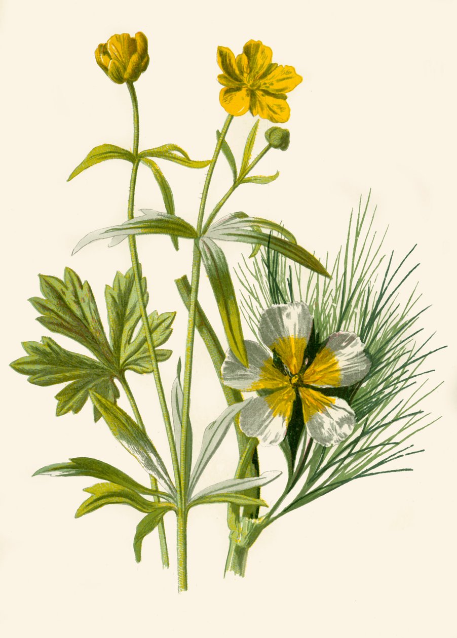 Goudlokje. Water Ranunculus, 1877 door Frederick Edward Hulme