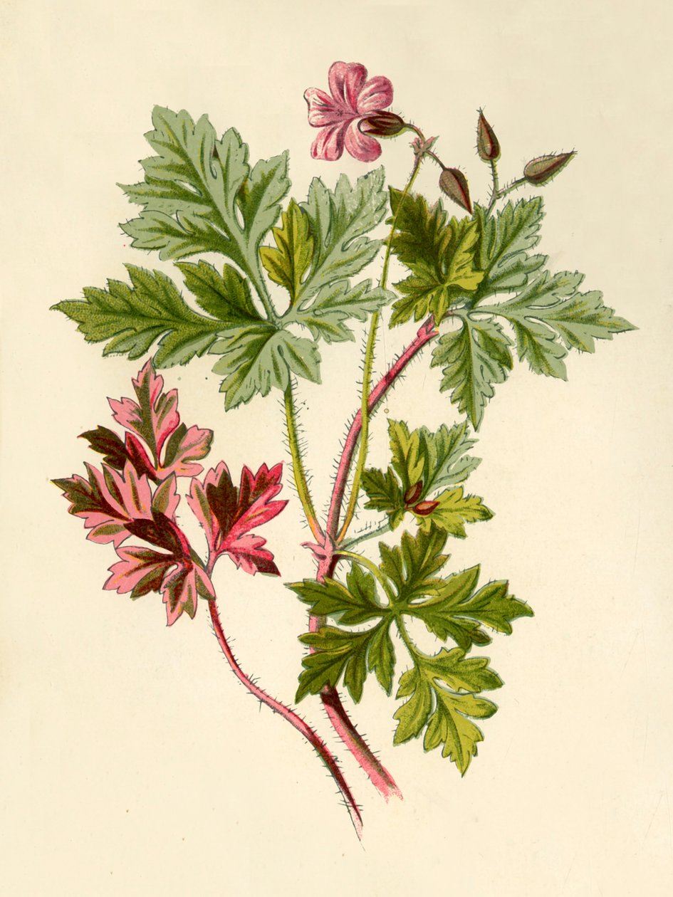 Robertskruid door Frederick Edward Hulme
