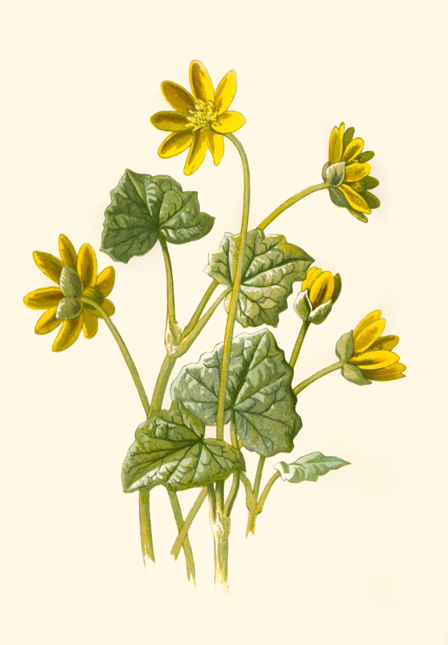 Lesser Celandine, 1877 door Frederick Edward Hulme