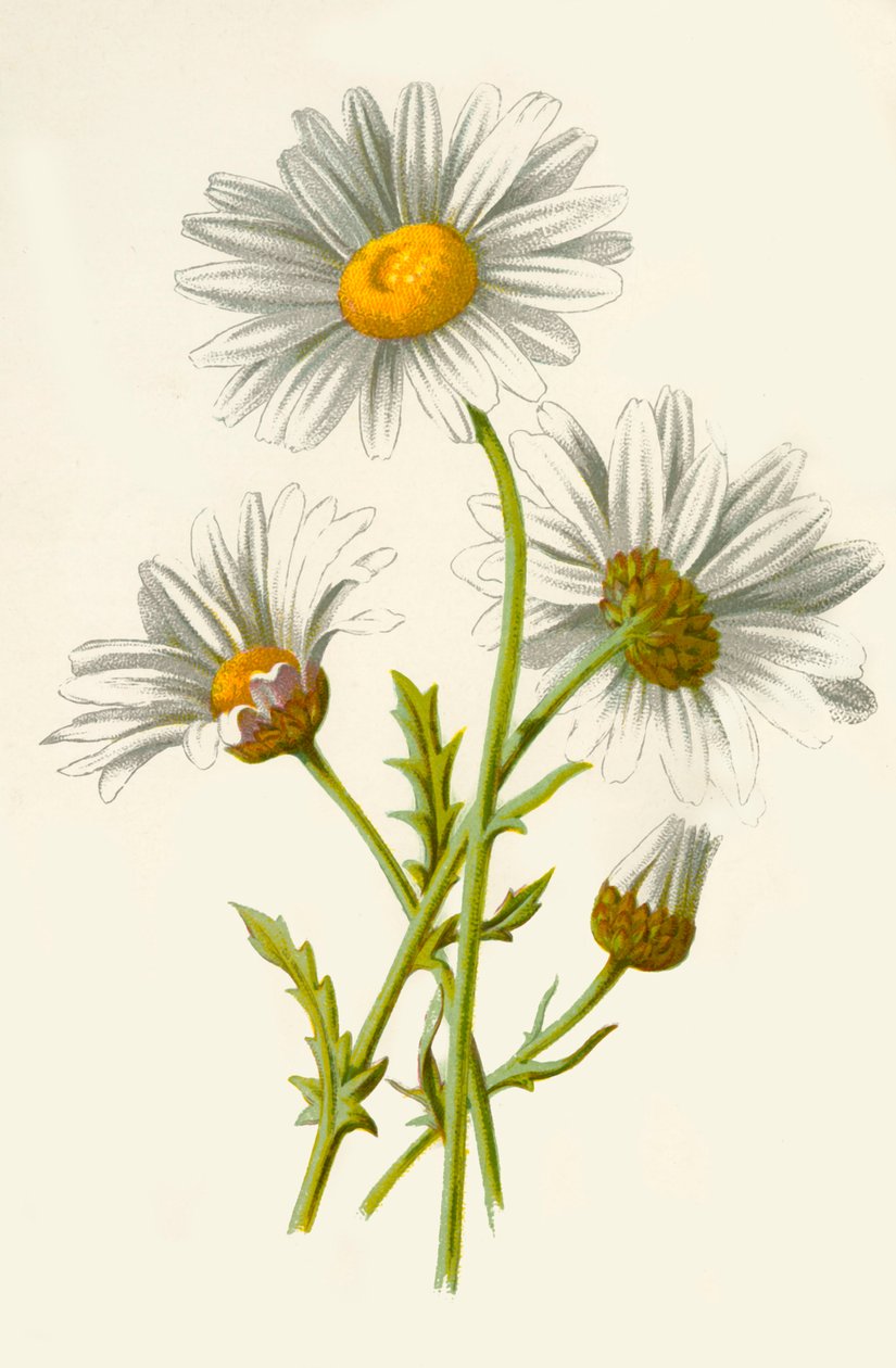 Margriet, 1877 door Frederick Edward Hulme