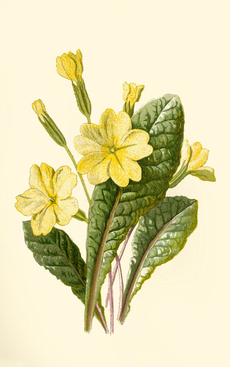 Primula door Frederick Edward Hulme
