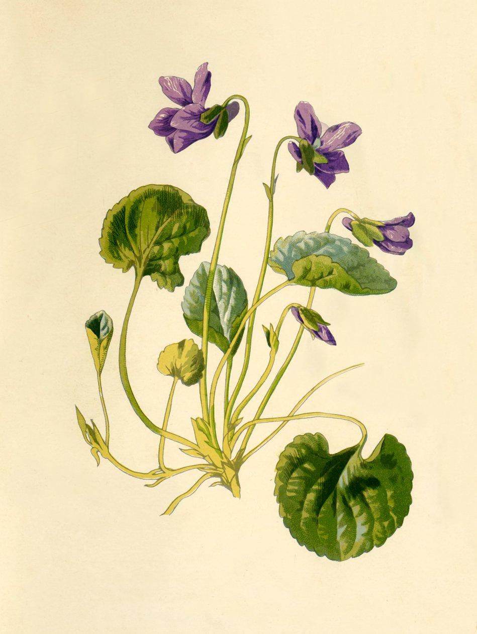 Zoete Viooltje, 1877 door Frederick Edward Hulme