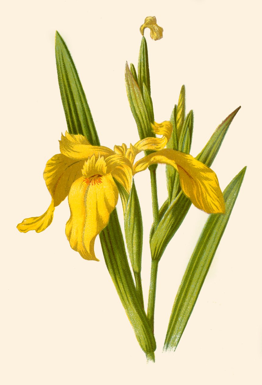 Gele Iris, 1877 door Frederick Edward Hulme