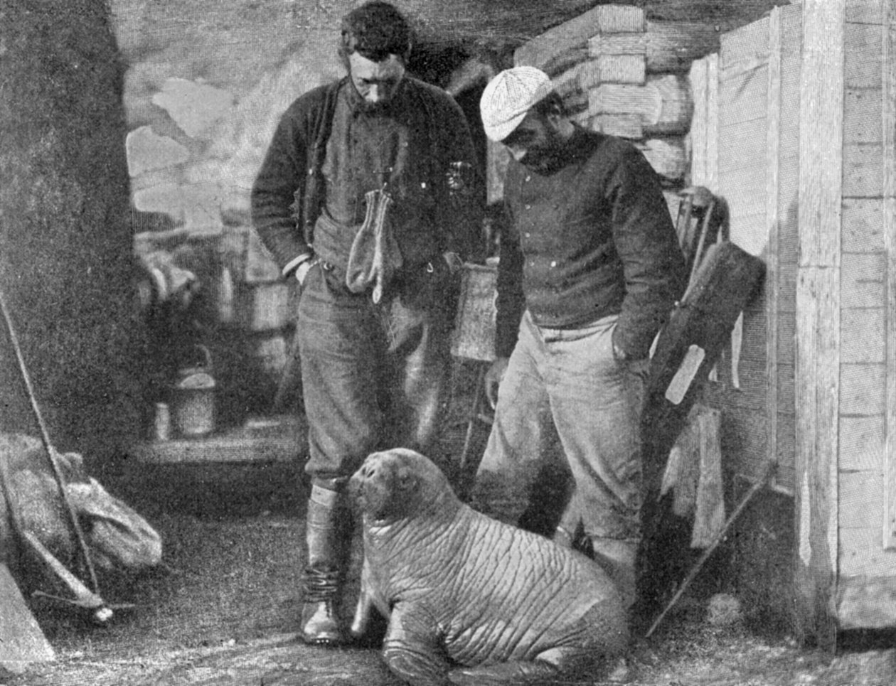 Walrusjong, 1899 door Frederick George Jackson