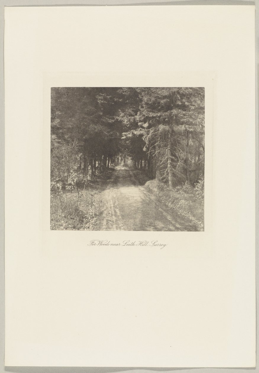 Sparrenbos bij Leith Hill, Surrey door Frederick H. Evans