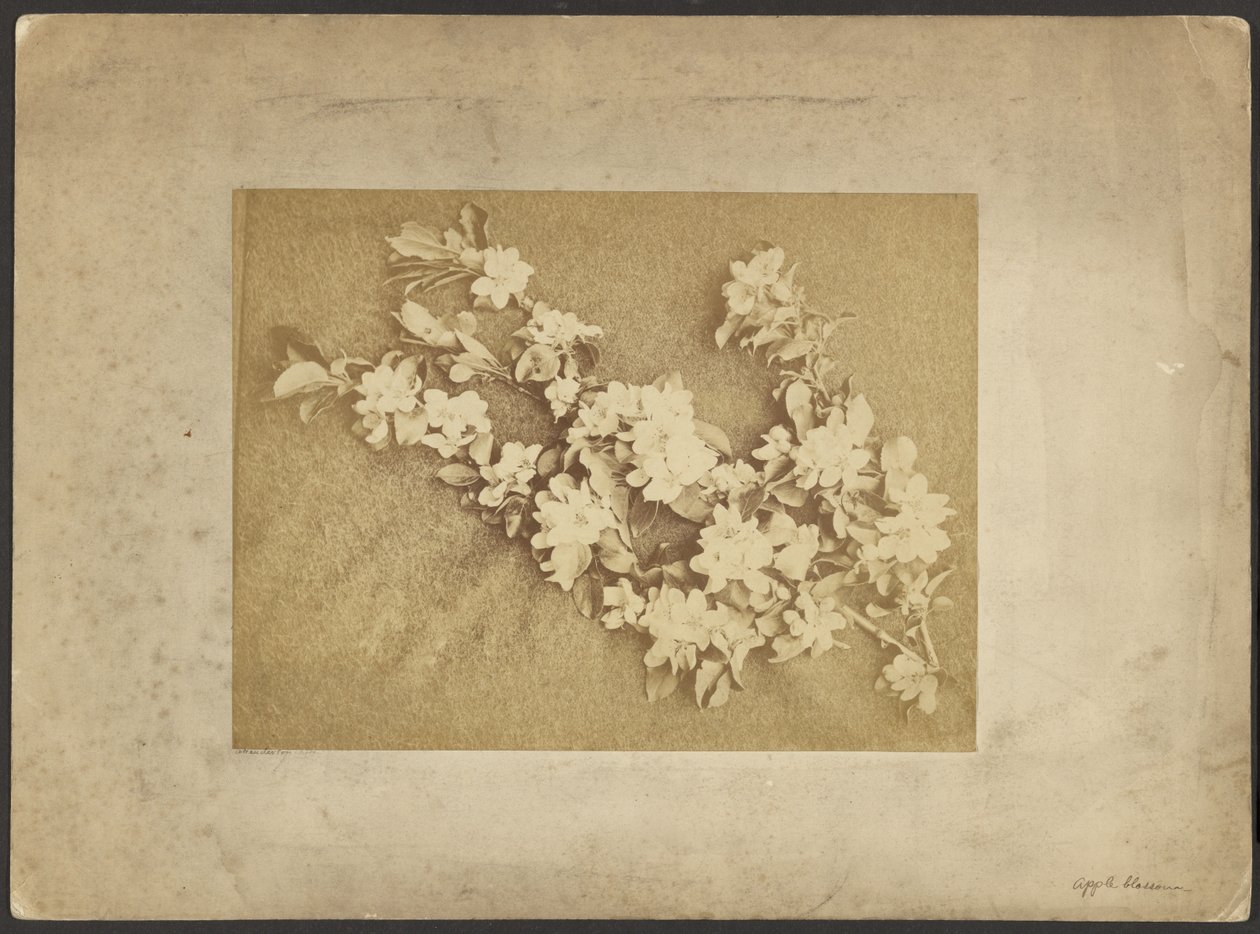 Appelbloesem door Frederick H. Hollyer