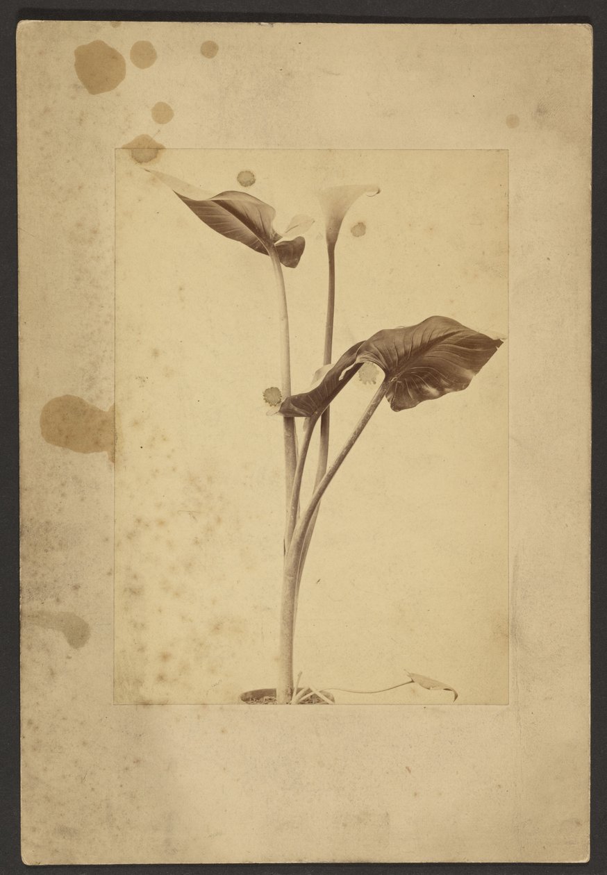 [Calla Lily]. door Frederick H. Hollyer