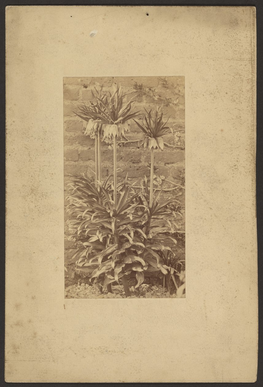 [Plant] door Frederick H. Hollyer