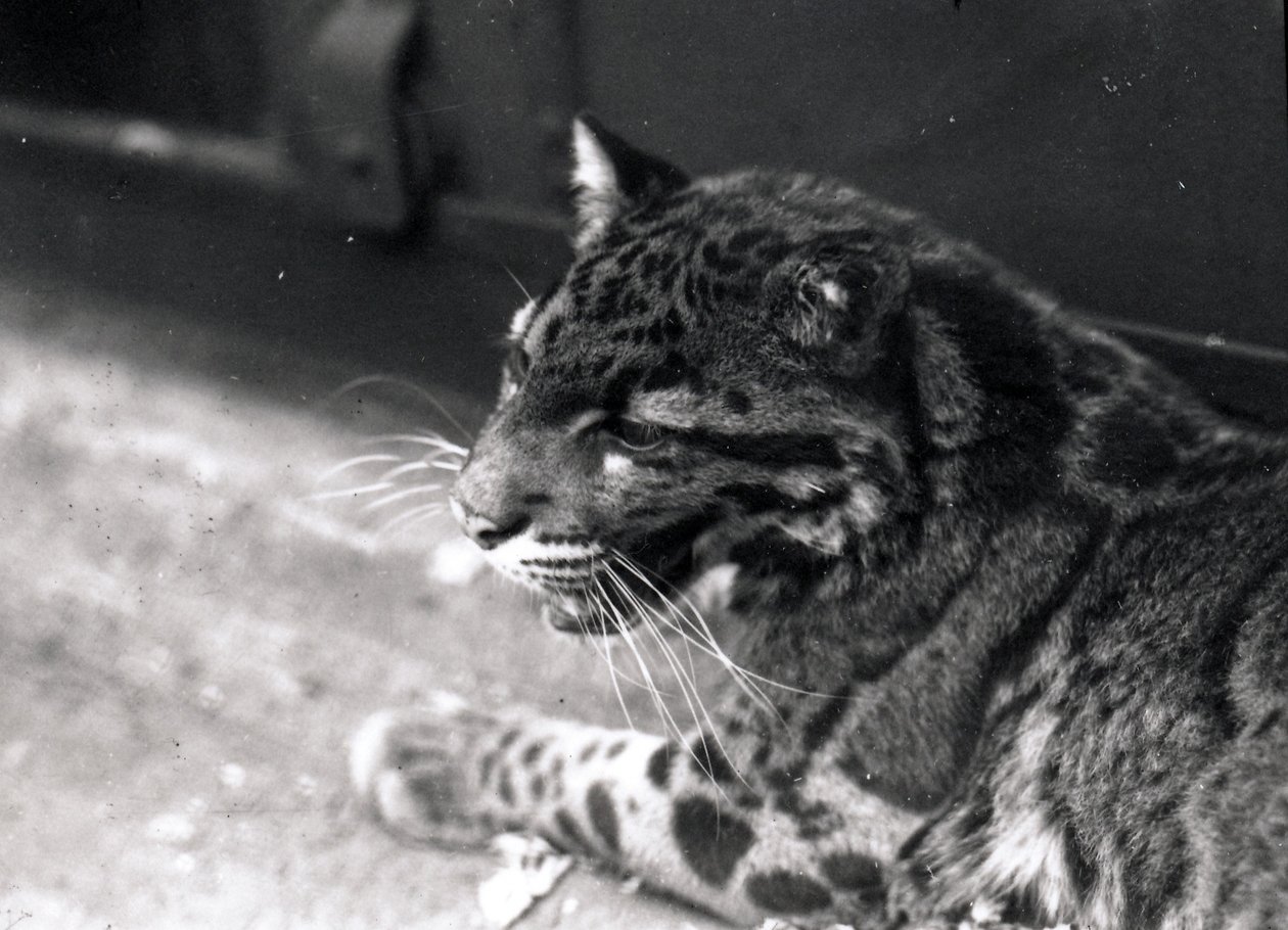 Nevelpanter, 1922 door Frederick William Bond