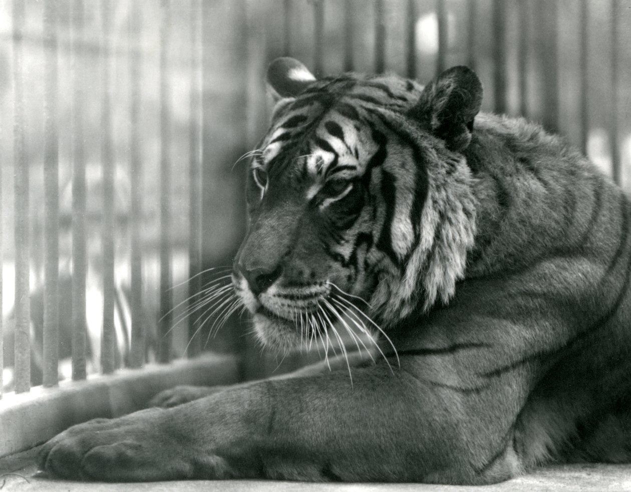 Tijger Sam in London Zoo, 1925 door Frederick William Bond